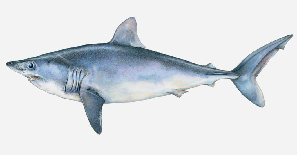 Porbeagle Shark Possibly Headed Toward Endangered Species List ...