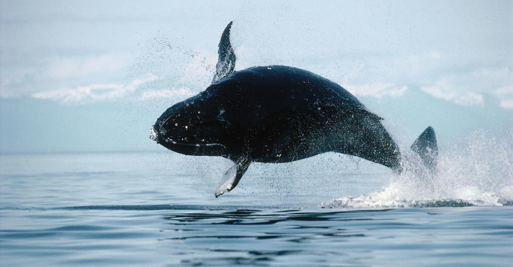 Penguins and Whales At Risk from China’s Krill Harvest | Discovery Blog ...