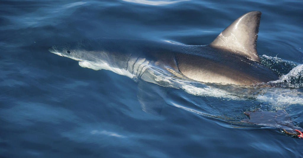 Texas Shark Fin Ban Breezes Through House & Senate | Discovery Blog ...