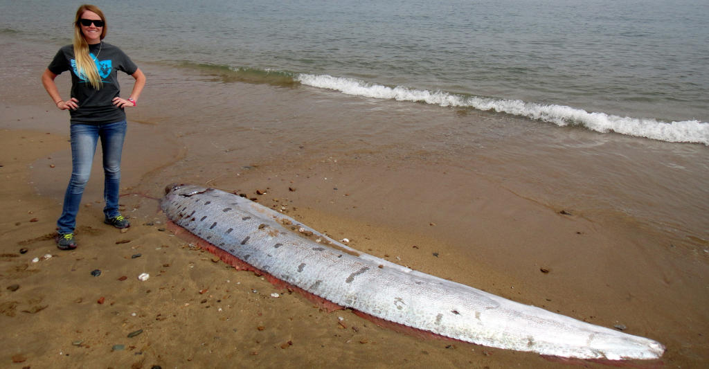 13-Foot Giant Oarfish Washes Up on Catalina Island | Discovery Blog ...