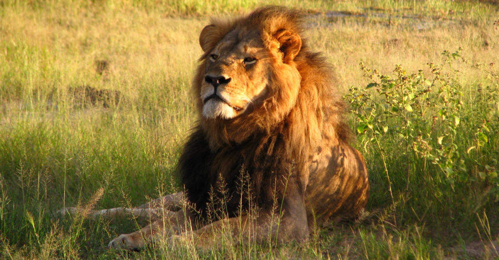 The Faces of Poaching: Cecil the Lion | Discovery Blog | Discovery