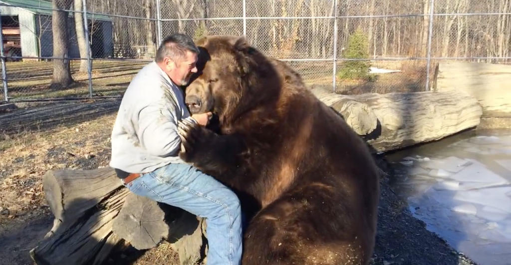 1,500-Pound Bear Reminds Us What A Bear Hug Actually Is | Discovery ...