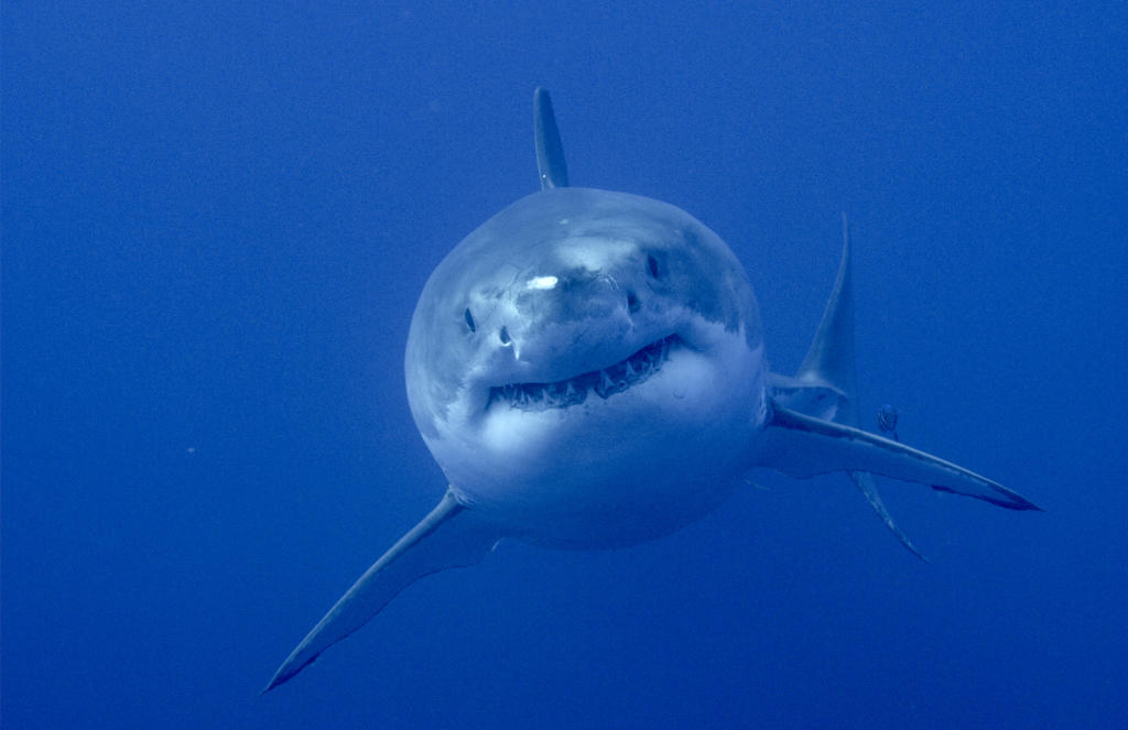 Twitter’s Favorite Shark Finds Love On The Jersey Shore | Shark Week ...