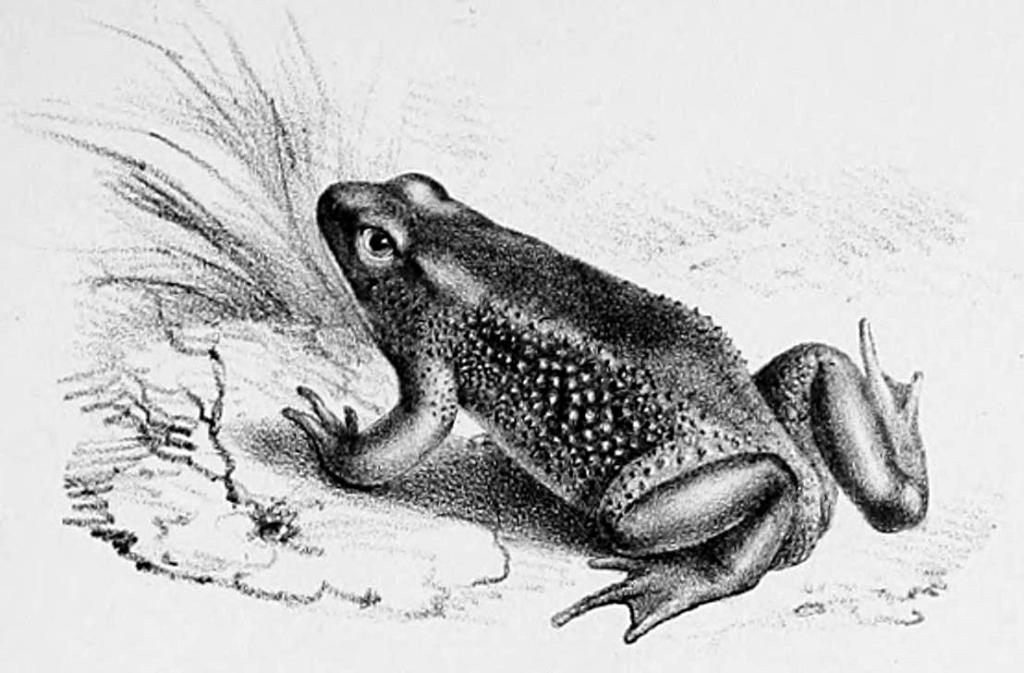 Creatures of Yesteryear: Quito Stubfoot Toad | Discovery Blog | Discovery