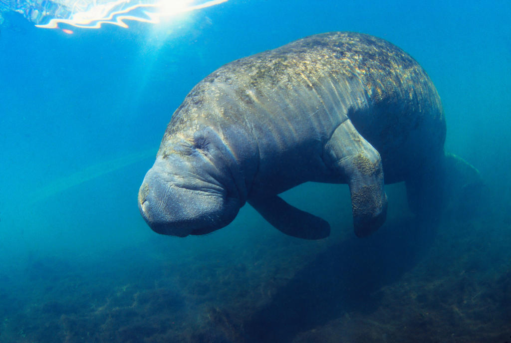 Manatee | Wild Animal Safari | Animal Planet