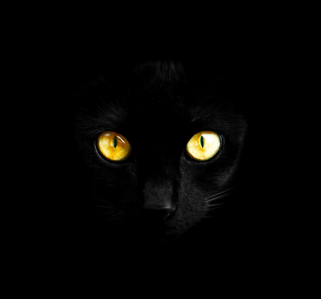 Black Cat Appreciation Day Is August 17th | The Hauntist | Destination ...