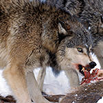 North America’s Top 10 Most Fearsome Predators: American Badger | North ...
