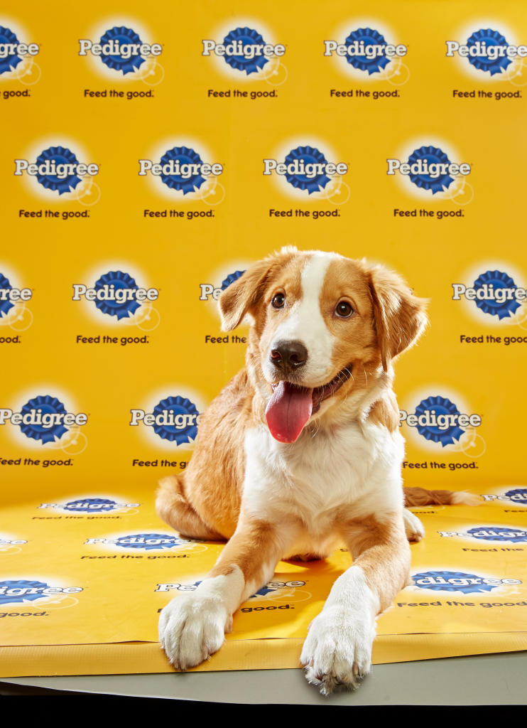 Puppy Bowl XII – Starting Lineup | Puppy Bowl | Animal Planet