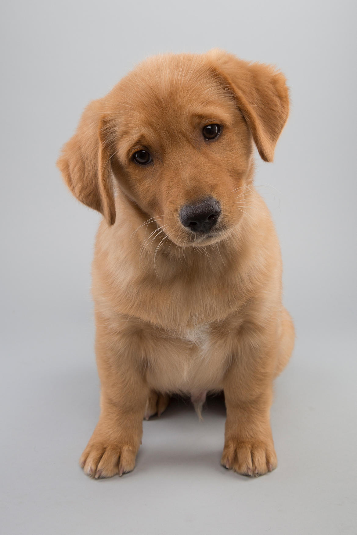 Puppy Bowl XI: Fantasy Game Photos | Puppy Bowl | Animal Planet