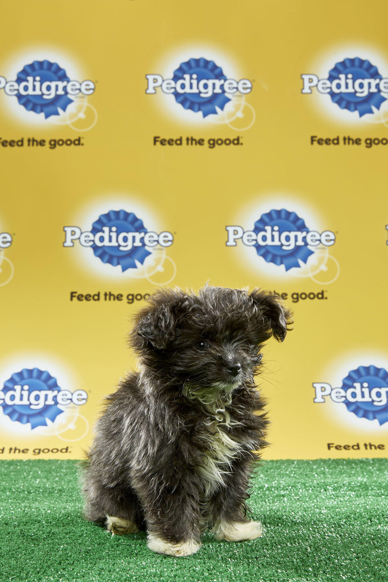 Puppy Bowl XIII Starting Lineup | Puppy Bowl | Animal Planet