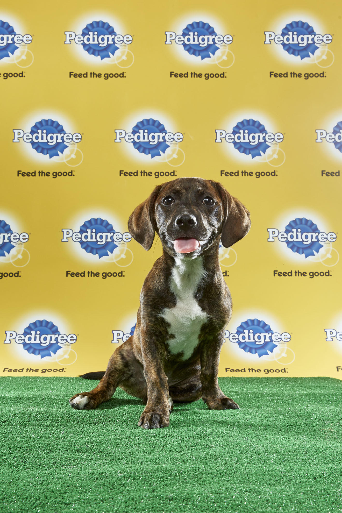 Puppy Bowl XIII Starting Lineup | Puppy Bowl | Animal Planet