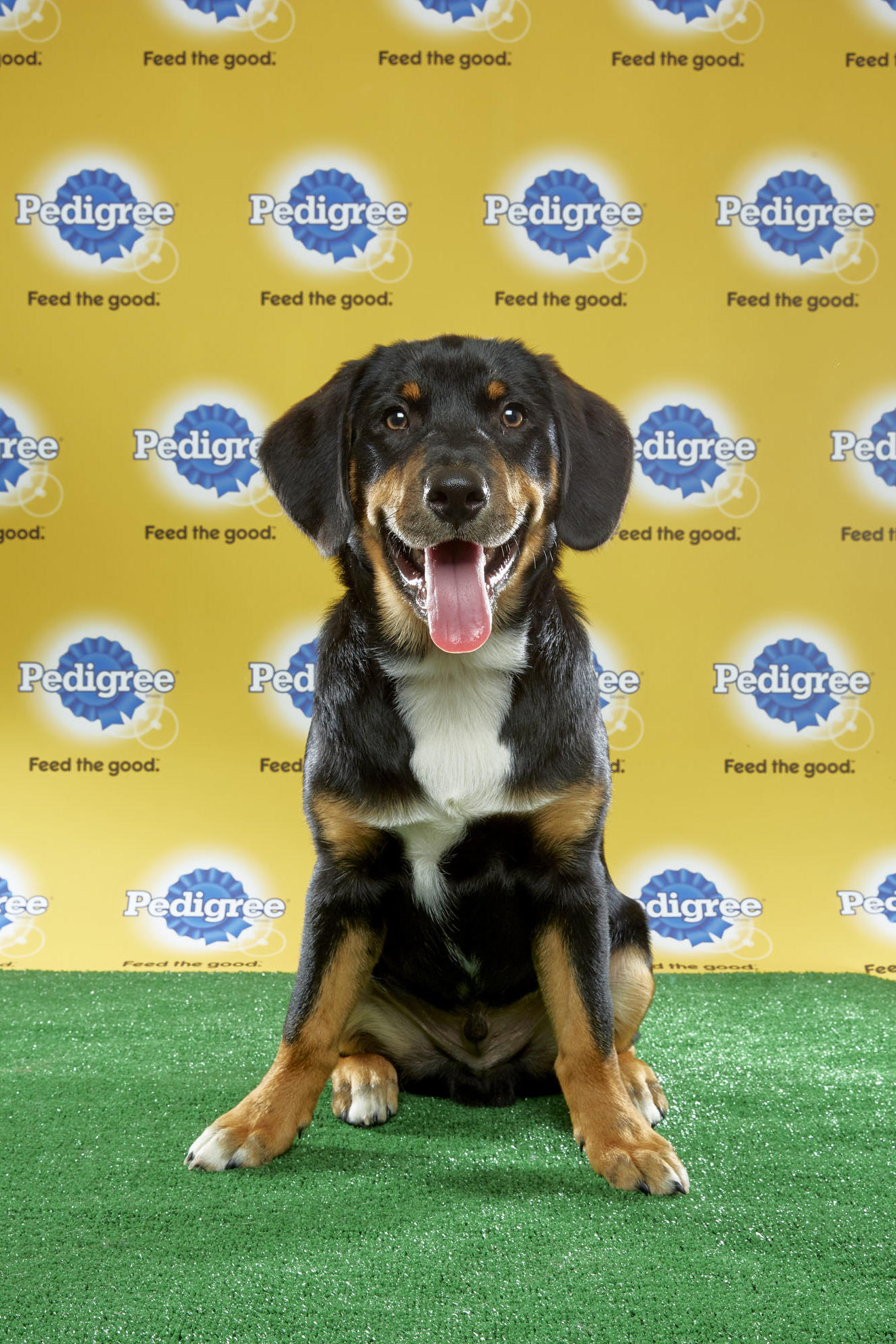 Puppy Bowl XIII Starting Lineup | Puppy Bowl | Animal Planet