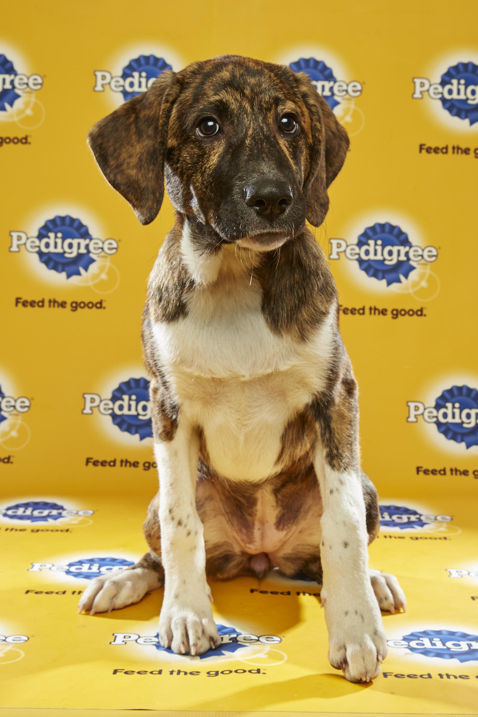 Puppy Bowl XII Back Up Pups | Puppy Bowl | Animal Planet