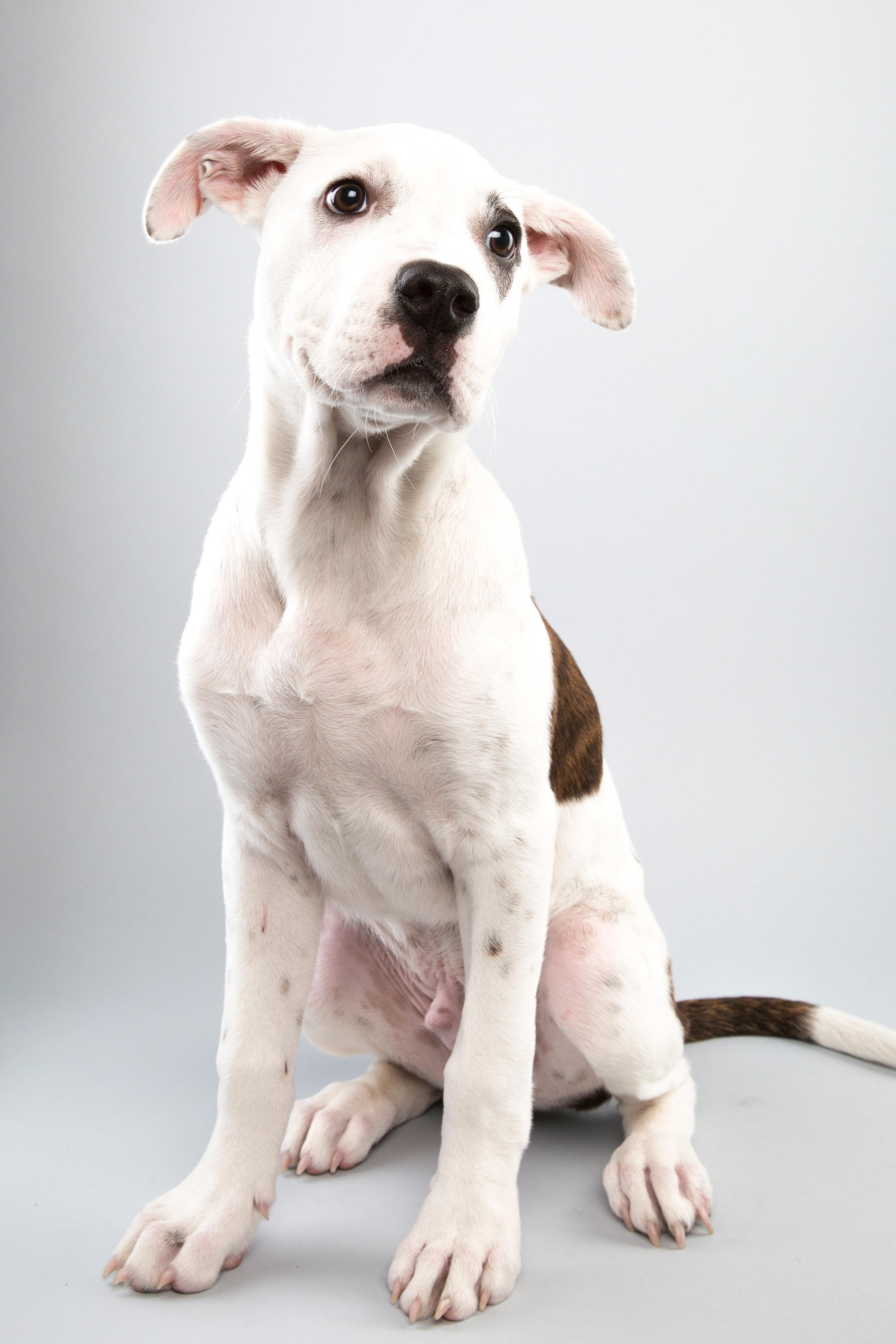 Puppy Bowl XI: Fantasy Game Photos | Puppy Bowl | Animal Planet