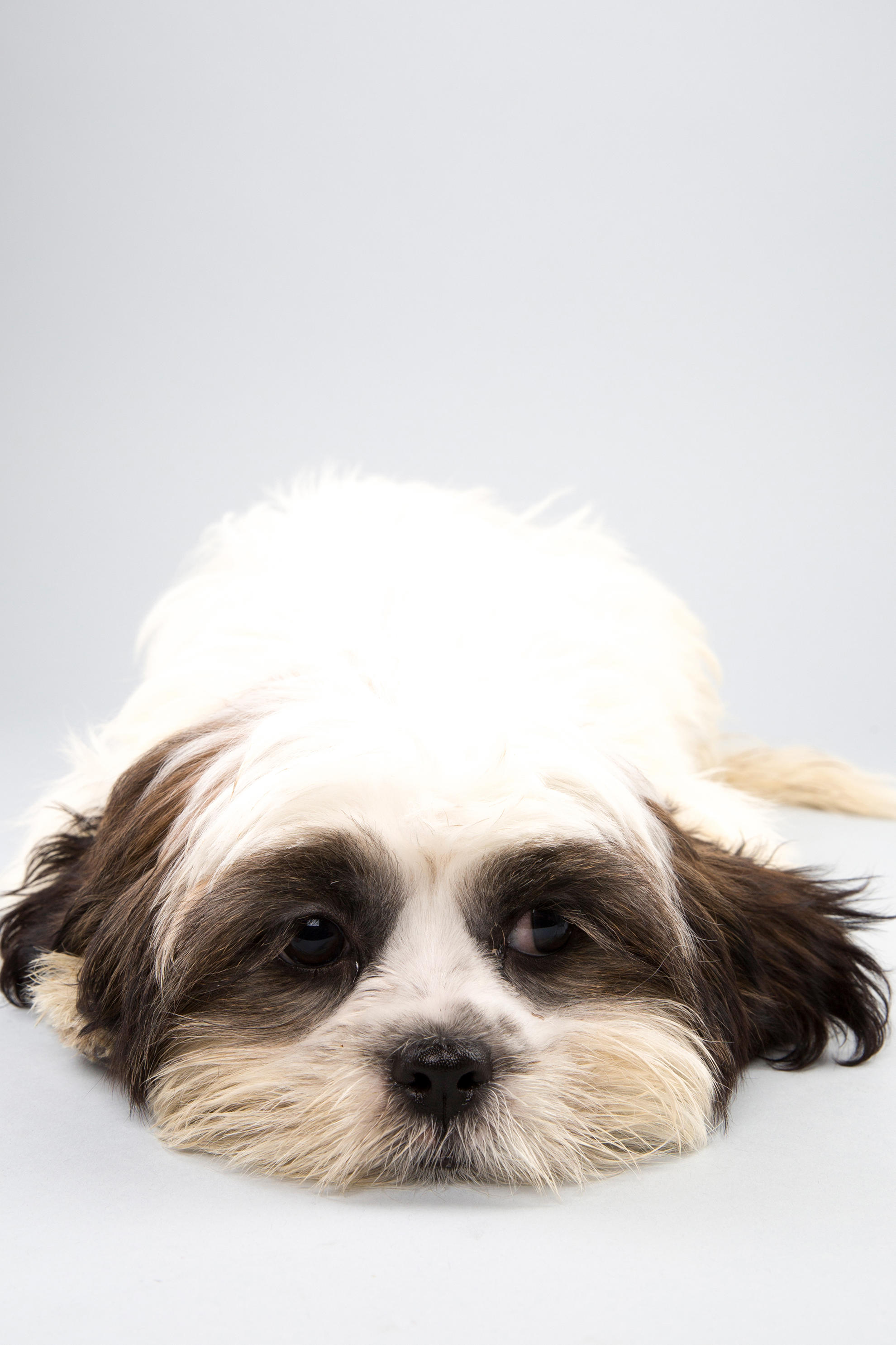 Puppy Bowl XI: Fantasy Game Photos | Puppy Bowl | Animal Planet