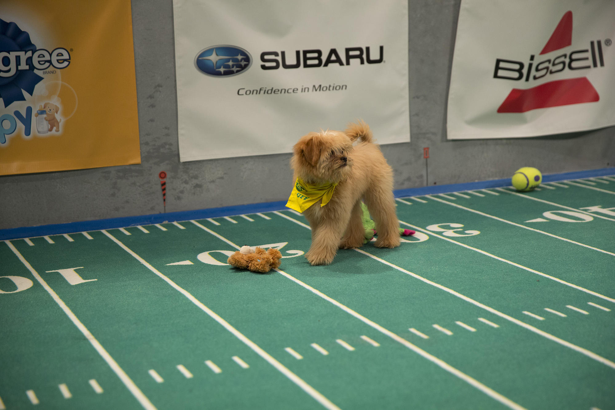 Puppy Bowl XIII MVP | Puppy Bowl | Animal Planet