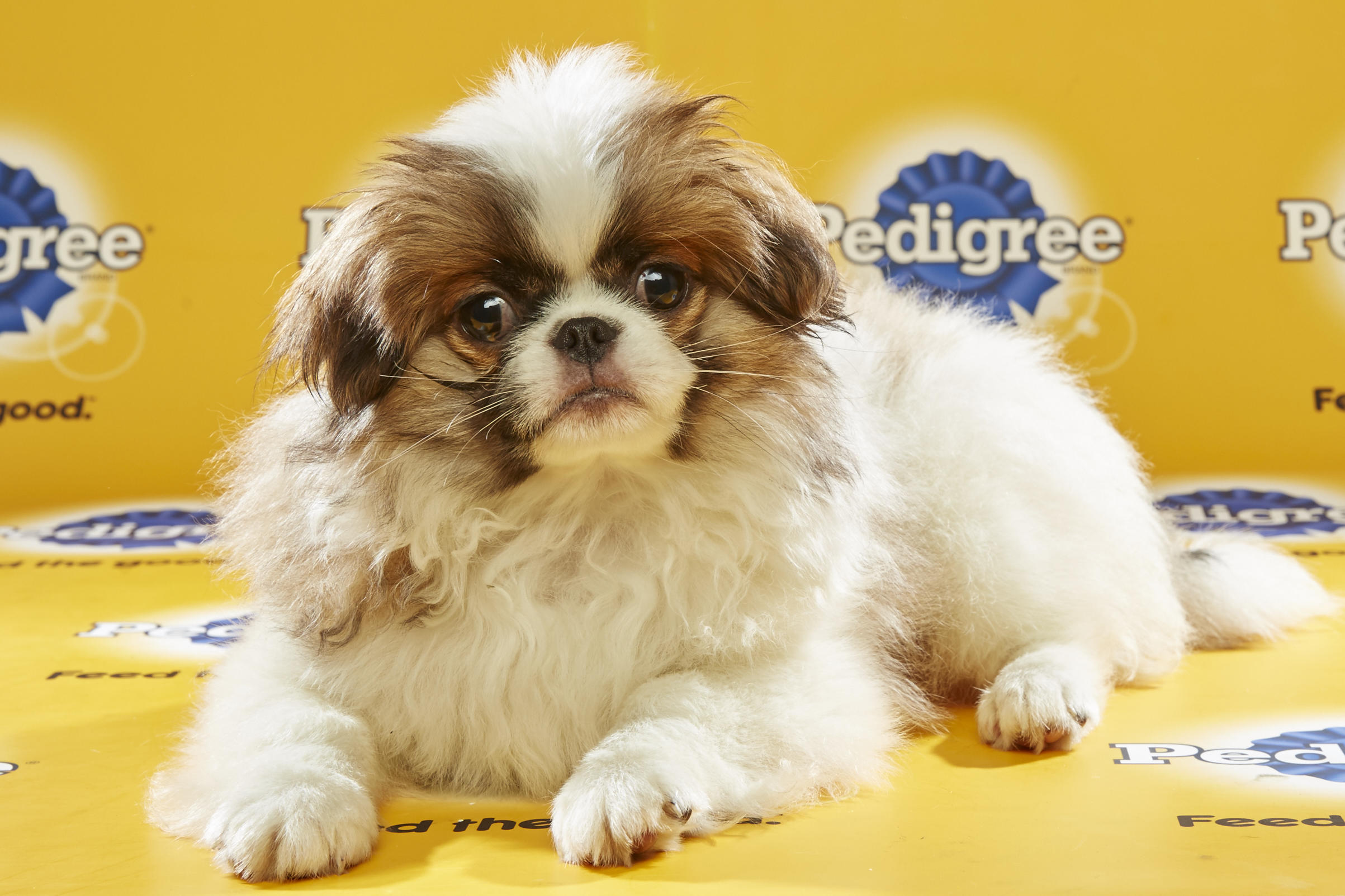 Puppy Bowl XII Back Up Pups | Puppy Bowl | Animal Planet