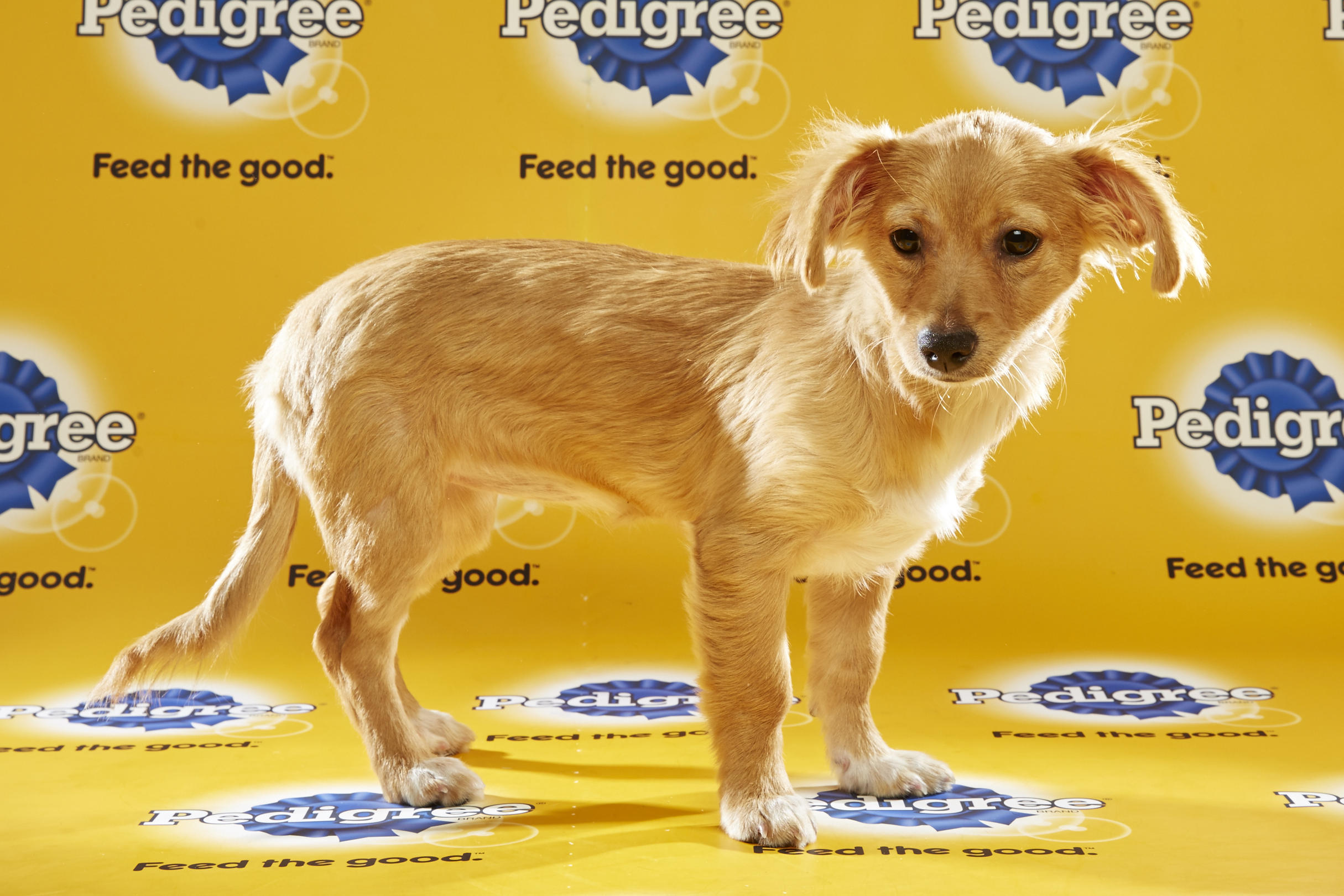 Puppy Bowl XII Back Up Pups | Puppy Bowl | Animal Planet