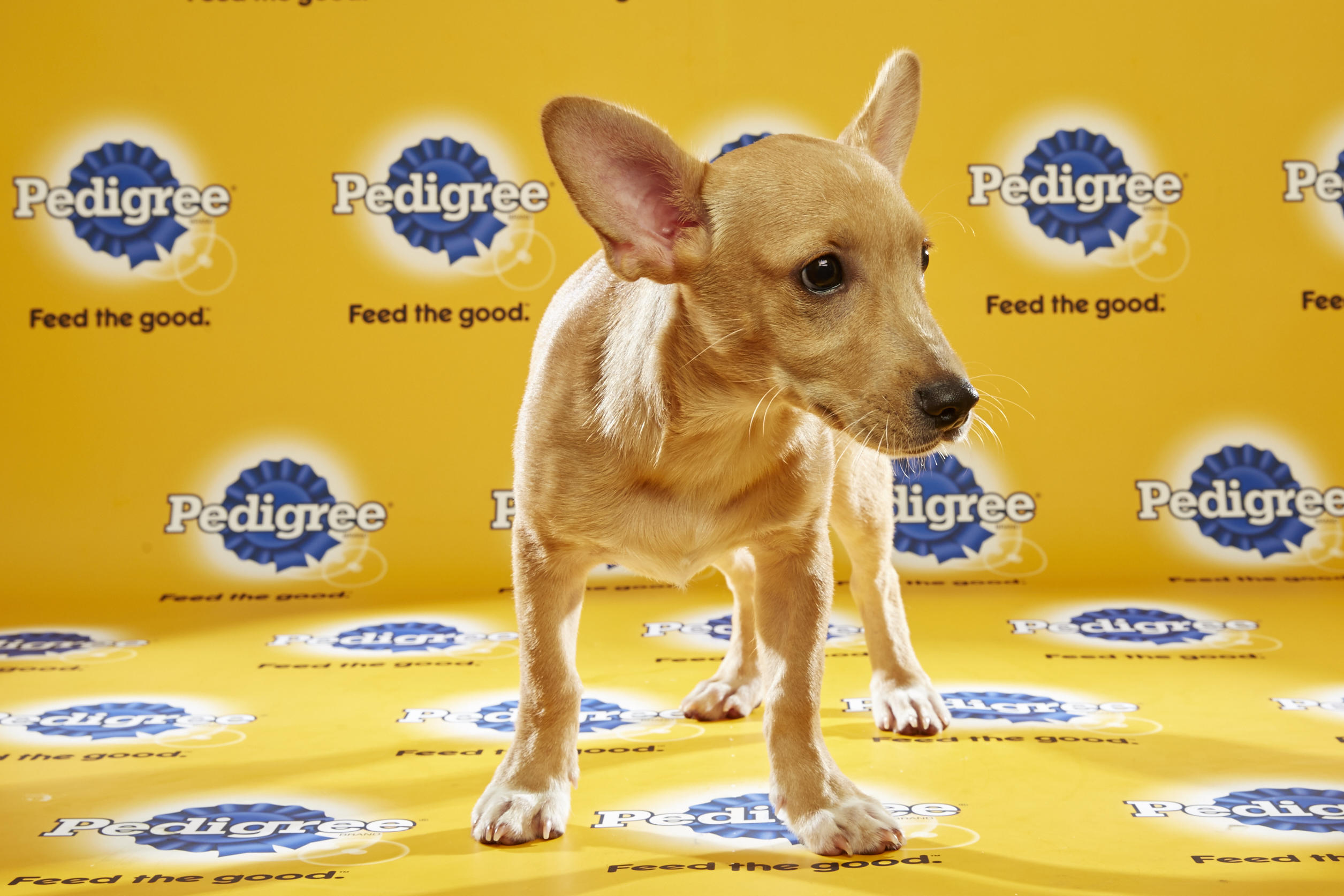 Puppy Bowl XII Back Up Pups | Puppy Bowl | Animal Planet