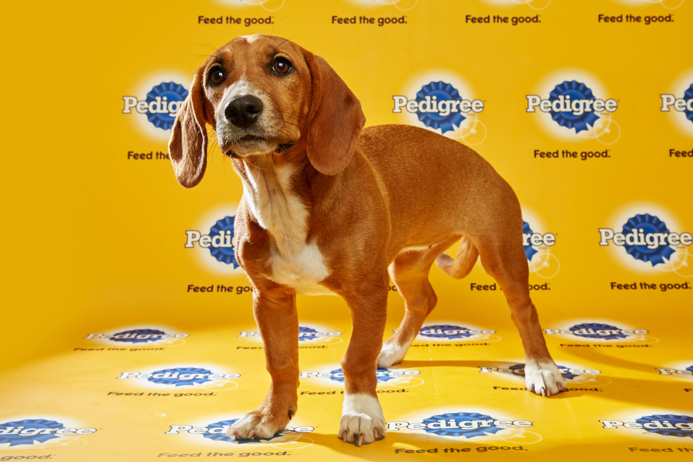 Puppy Bowl XII – Starting Lineup | Puppy Bowl | Animal Planet