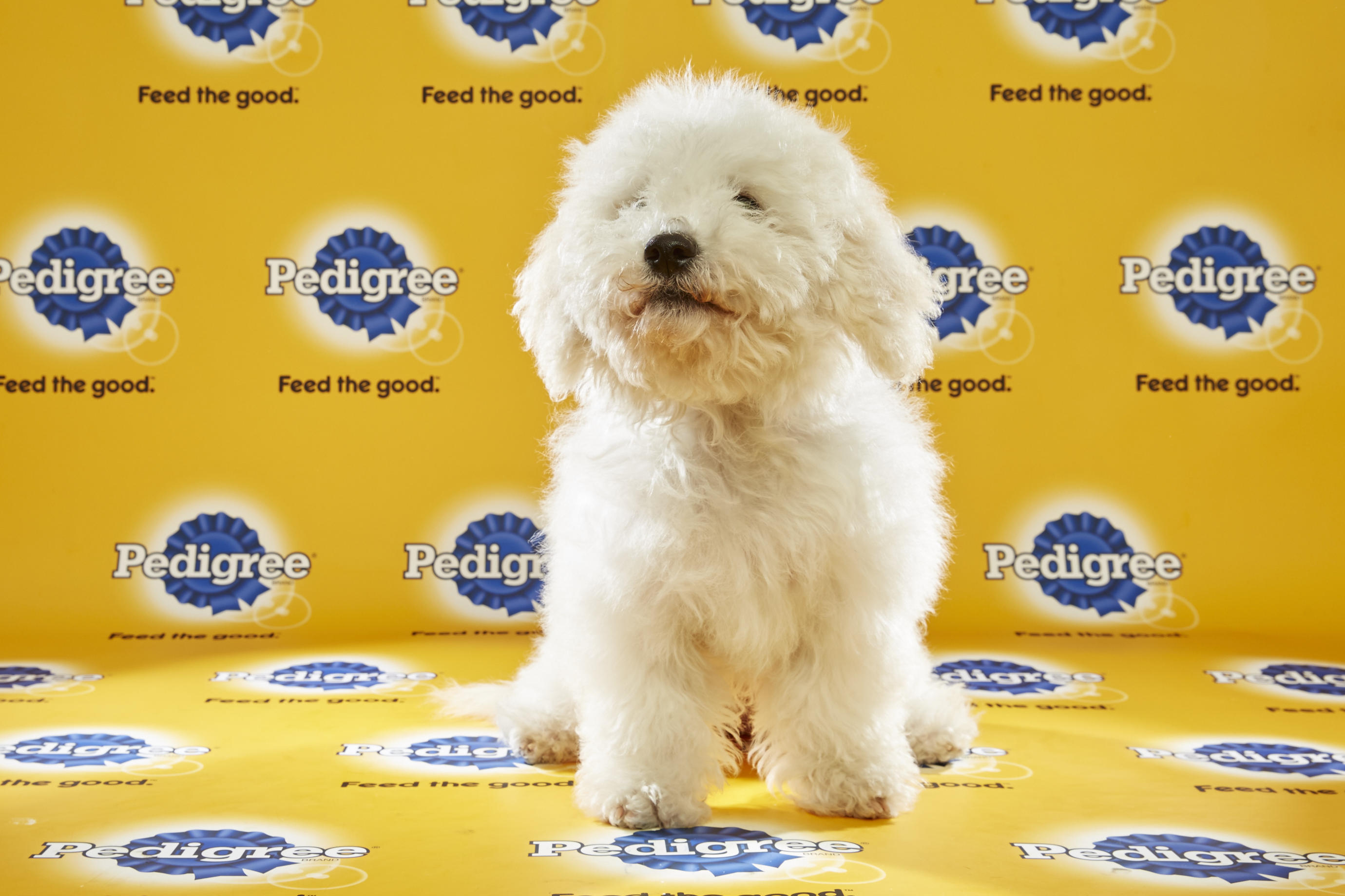 Puppy Bowl XII Back Up Pups | Puppy Bowl | Animal Planet