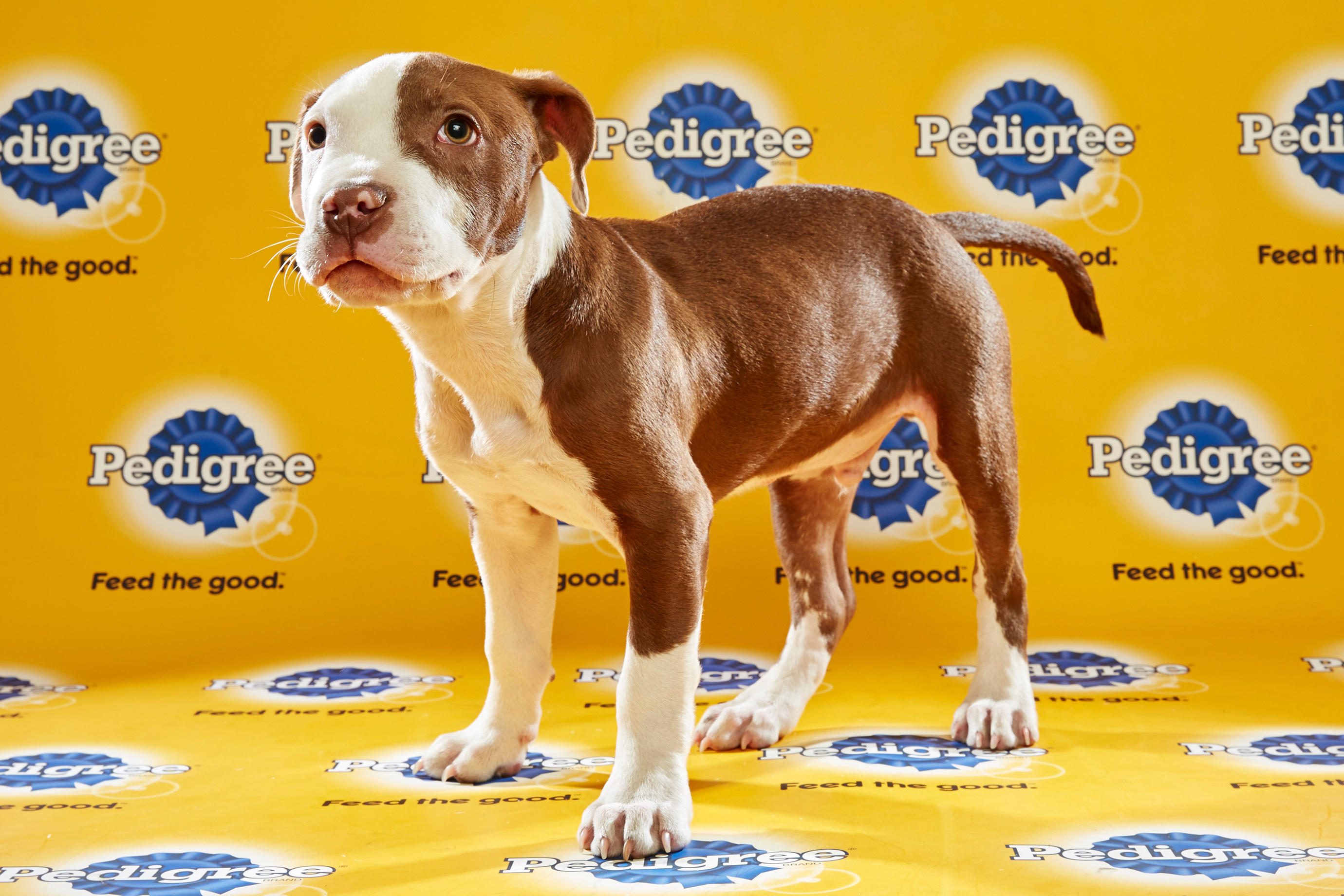 Puppy Bowl XII – Starting Lineup | Puppy Bowl | Animal Planet
