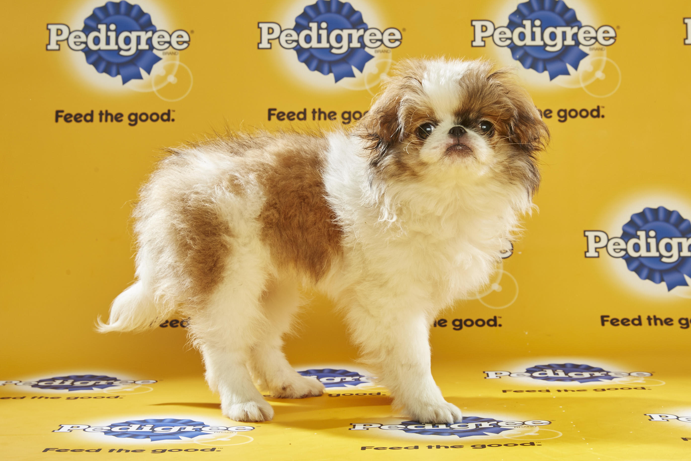 Puppy Bowl XII Back Up Pups | Puppy Bowl | Animal Planet