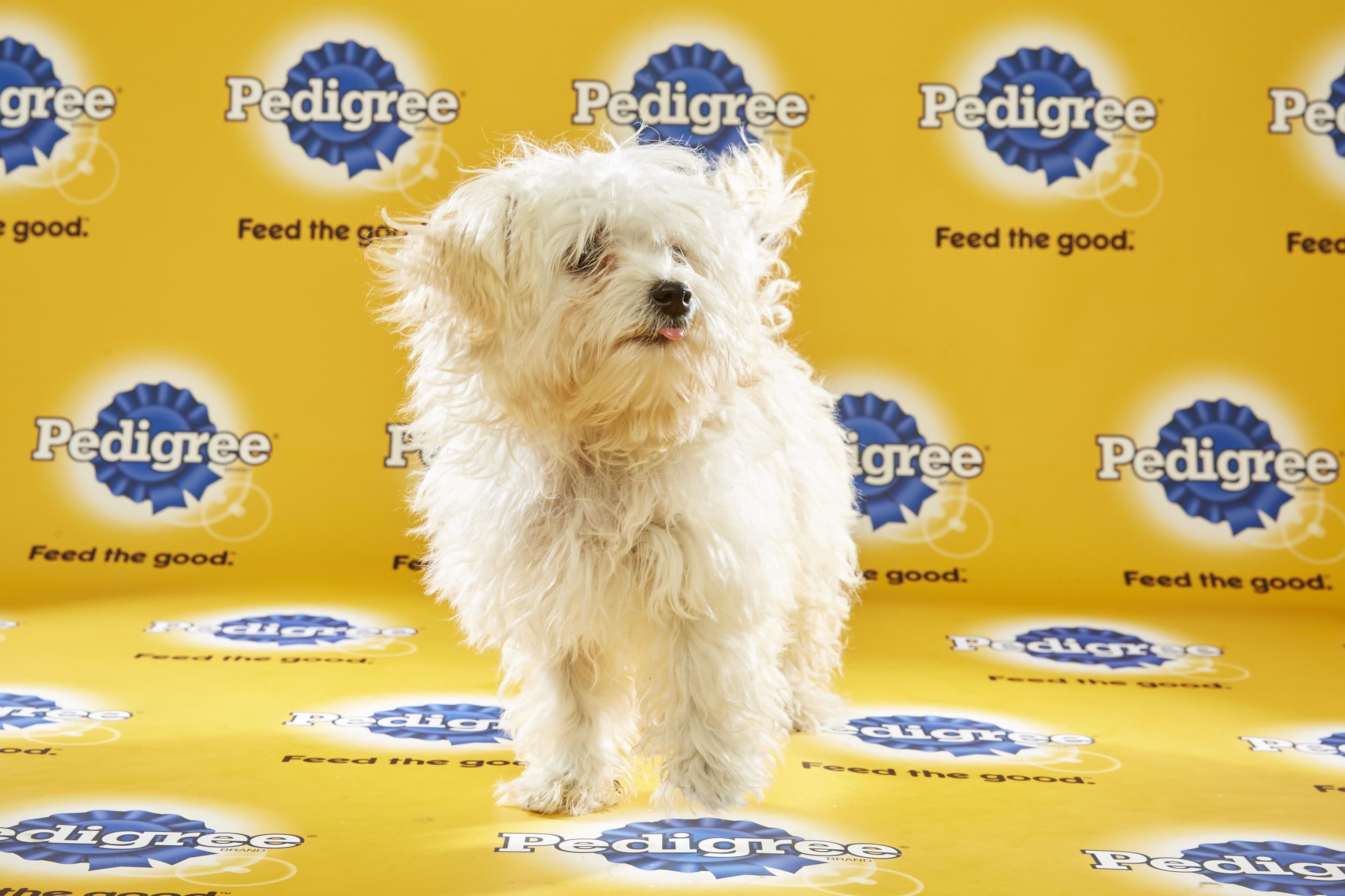 Puppy Bowl XII Back Up Pups | Puppy Bowl | Animal Planet