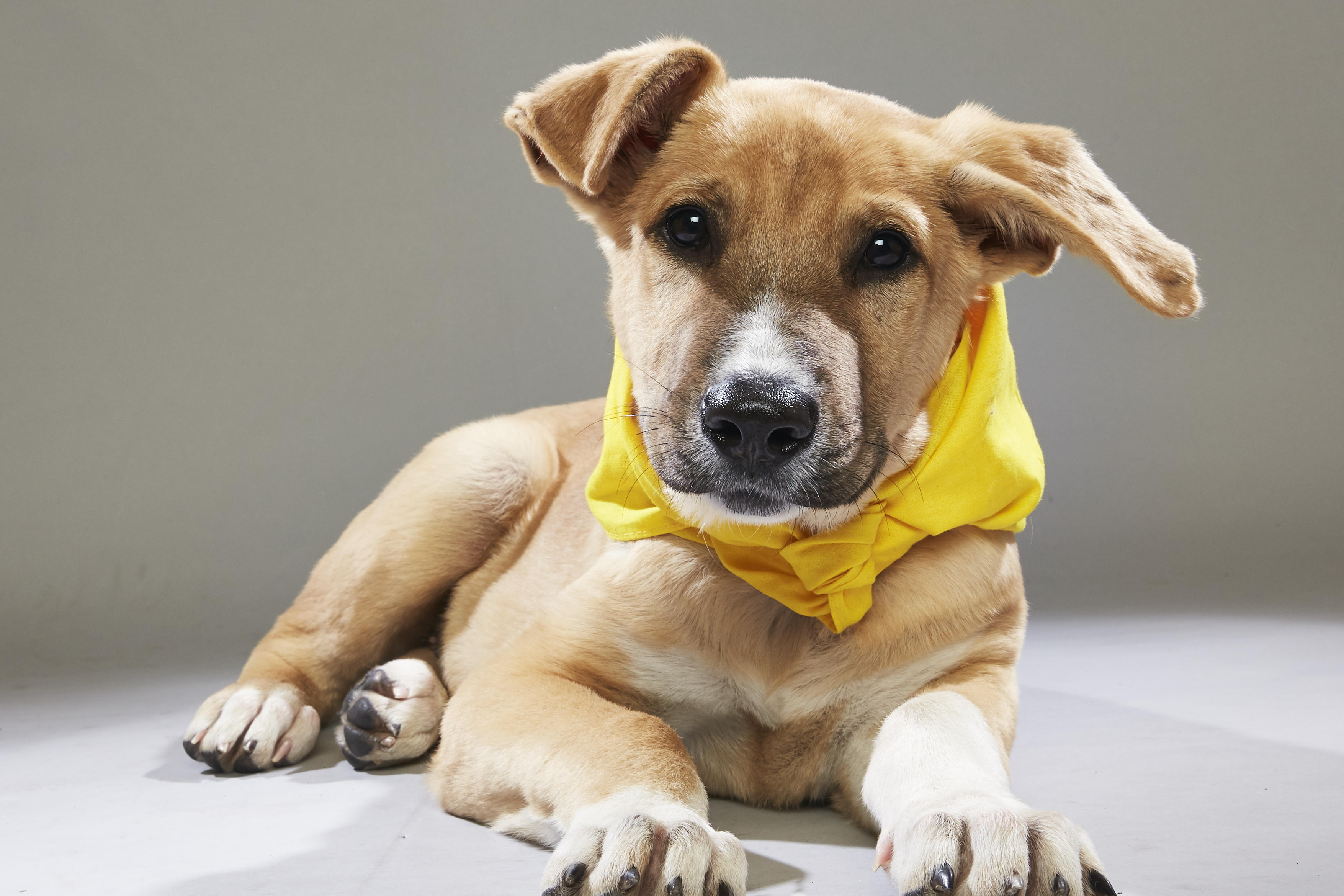 Puppy Bowl XIV Back Up Pups | Puppy Bowl | Animal Planet