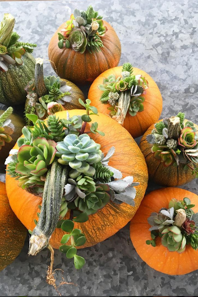 Current Obsession: Pumpkin Succulents aka Pumpkulents | TLCme | TLC