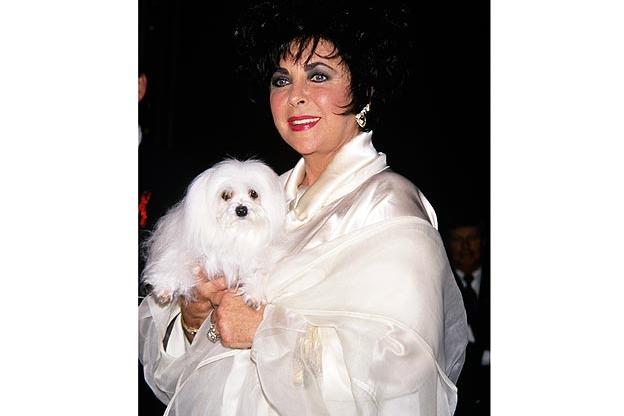 Elizabeth Taylor and Her Animal Friends | Animal Planet