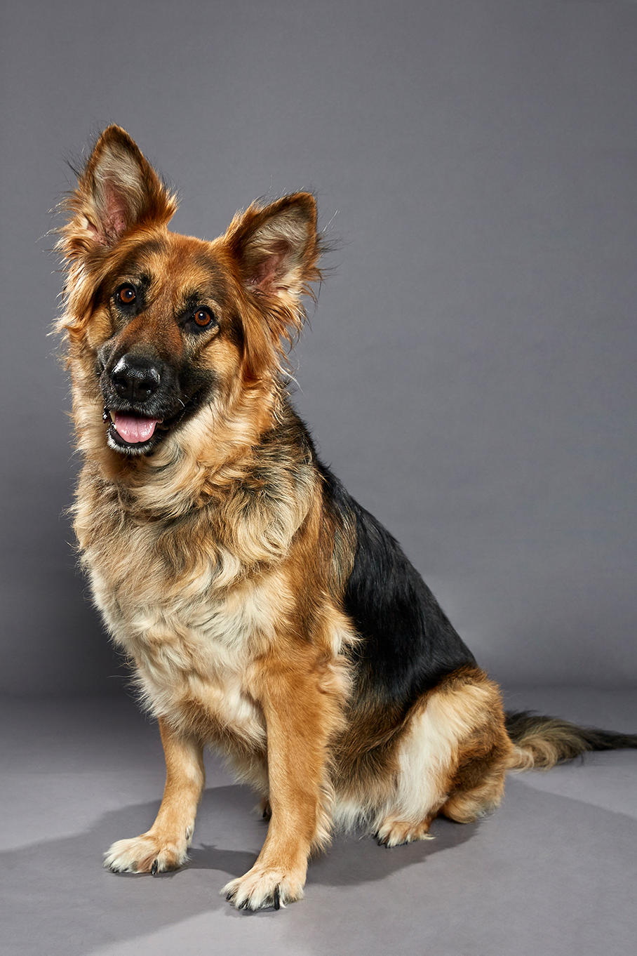 Puppy Bowl XVI: Meet the Stars of the Dog Bowl | Puppy Bowl | Animal Planet
